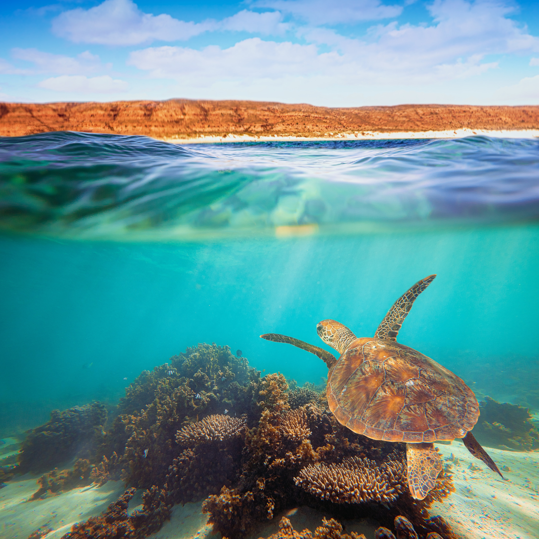 Underwater Photography